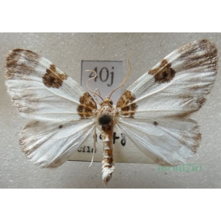 Plemyria rubiginata (Denis & Schiffermüller, 1775) Paśnik rudoplamek Czech40j